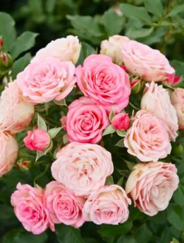 Róża rabatowa Xenia różowa balot