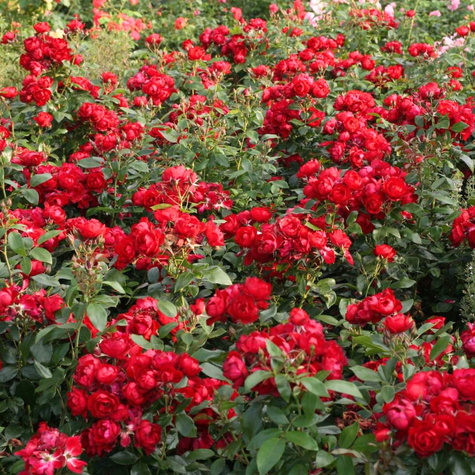 Róża rabatowa Milano czerwona balot