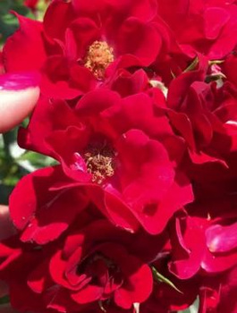 Róża rabatowa Matador czerwona balot