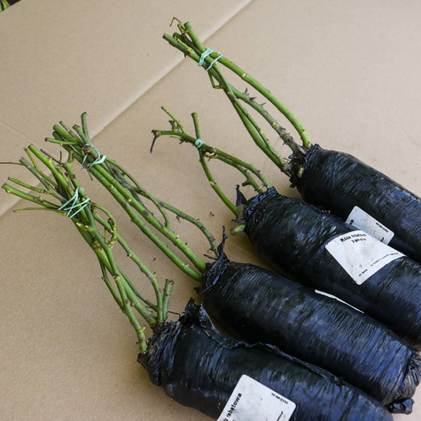 Róża rabatowa Marchenzauber kremowo-różowa balot