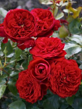 Róża rabatowa Rotkappchen czerwona balot