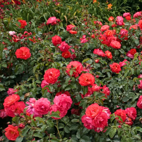 Róża rabatowa Gebruder Grimm pomarańczowo-czerwona