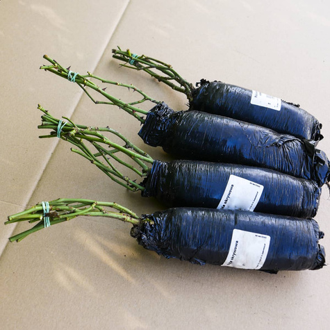 Róża okrywowa Aspirin Rose biała balot