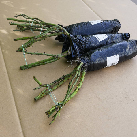 Róża Pnąca Uetersener Klosterrose kremowa balot