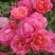 Róża rabatowa Maxi Vita różowa