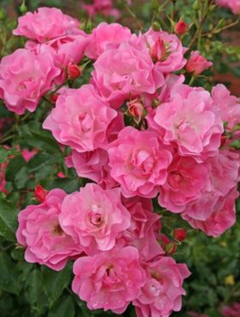 Róża rabatowa Maxi Vita różowa