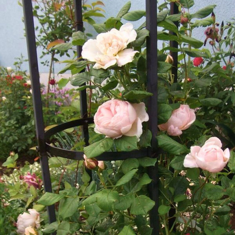 Róża Pnąca Uetersener Klosterrose kremowa balot