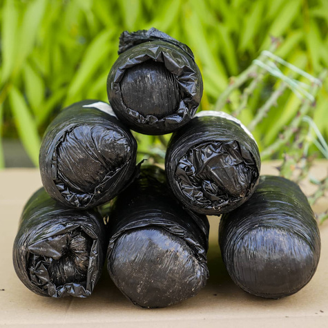 Róża rabatowa Rotkappchen czerwona balot