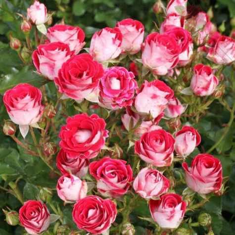 Róża rabatowa Schone Koblenzerin czerwono-biała balot