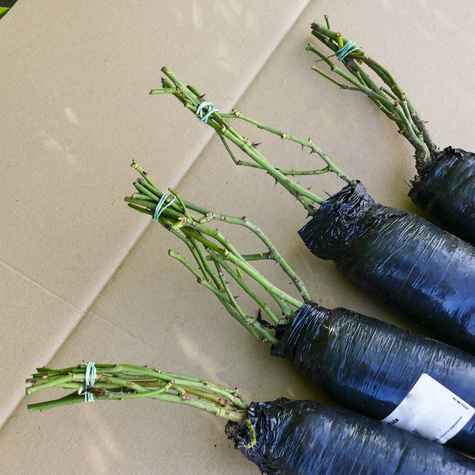 Róża wielkokwiatowa Bordowa Cygne Noir w balocie