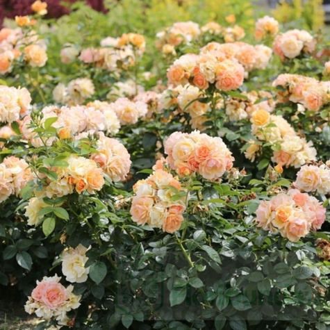 Róża rabatowa Hansestadt Rostock morelowa