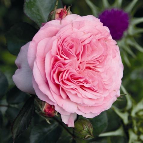 Róża rabatowa Mariatheresia różowa