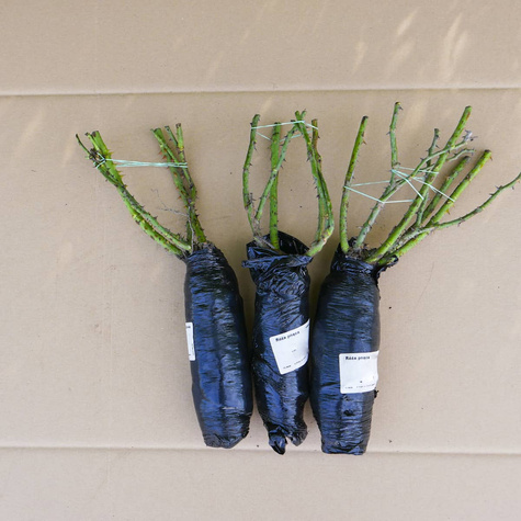 Róża Pnąca Uetersener Klosterrose kremowa balot