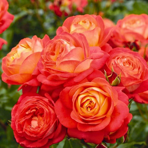 Róża miniatura Midsummer pomarańczowa balot