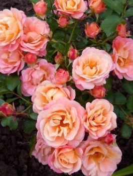 Róża okrywowa Cubana morelowa balot