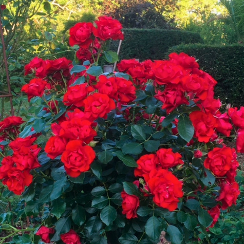 Róża rabatowa Black Forest Rose czerwona