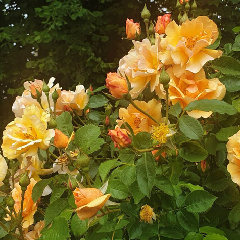 Róża rabatowa Campina Gold żółta