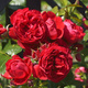 Róża pnąca Florentina czerwona balot