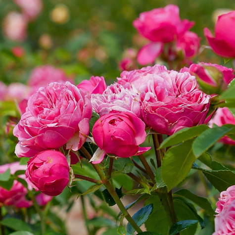 Róża rabatowa Magic Rokoko różowa