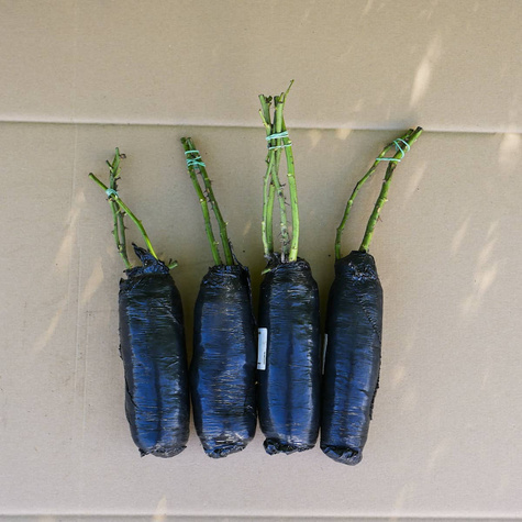 Róża parkowa Alexandra Princesse De Luxemburg różowa balot