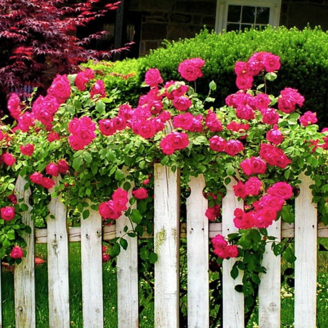 Róża pnąca Różowa Pink Cloud w balocie