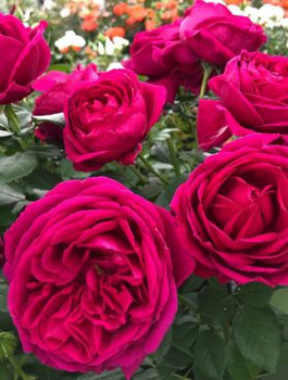 Róża rabatowa Fur Elise filetowo-różowa balot