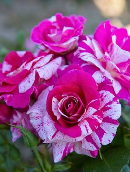 Róża rabatowa Summer Candy biało-różowa