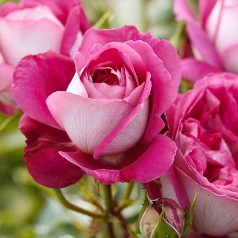 Róża rabatowa Maxim biało-różowa