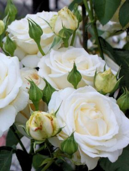 Róża wielkokwiatowa Biała Chopin w balocie