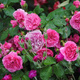 Róża rabatowa Baronesse różowa