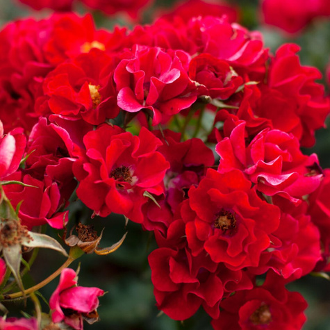 Róża rabatowa Matador czerwona balot