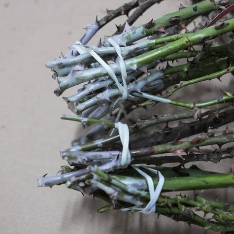 Róża wielkokwiatowa Biała Chopin w balocie