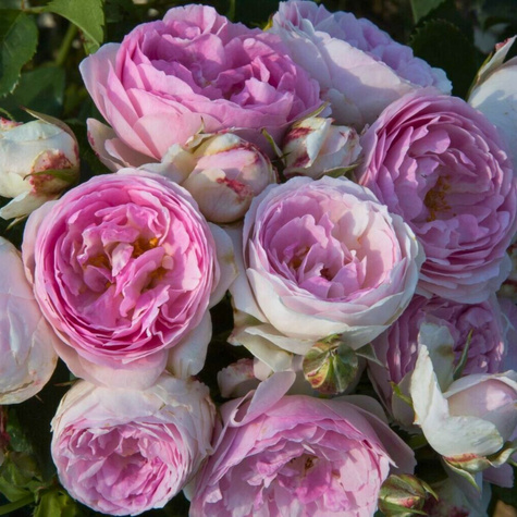 Róża rabatowa Vesalius kremowo-fioletowa