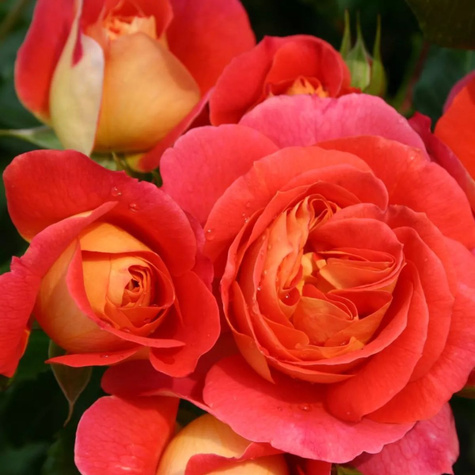 Róża rabatowa Gebruder Grimm pomarańczowo-czerwona