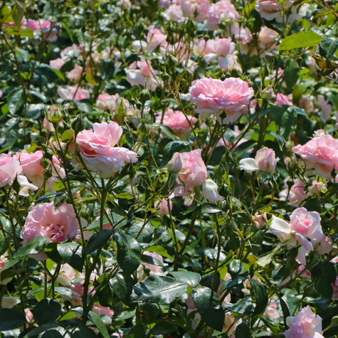 Róża parkowa Alexandra Princesse De Luxemburg różowa balot
