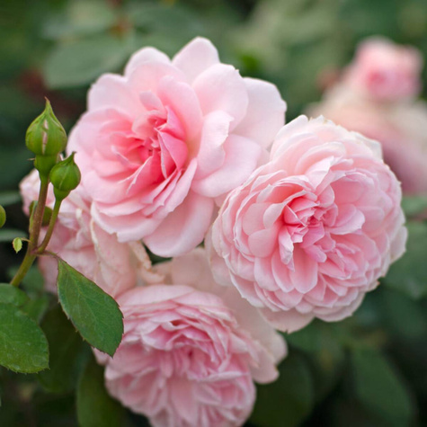 Róża parkowa Cinderella Kopciuszek jasnoróżowa balot