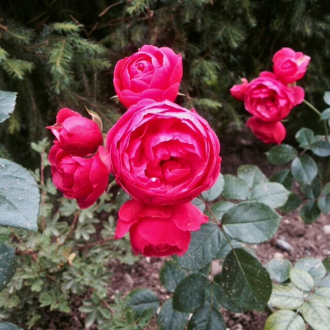 Róża rabatowa Pomponella