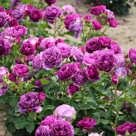 Róża rabatowa Minerva fioletowa