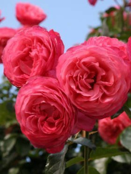 Róża pnąca Rosanna różowa balot