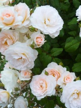 Róża rabatowa Sweet Blondie morelowo-kremowa 