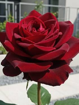 Róża wielkokwiatowa Bordowa Cygne Noir w balocie