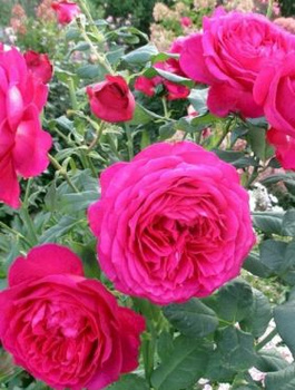 Róża wielkokwiatowa Johann Volfgang von Goethe Rose balot