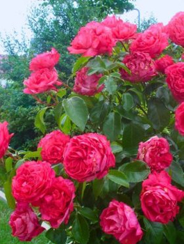 Róża wielkokwiatowa Cherry Lady amarantowa balot