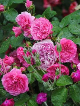 Róża rabatowa Baronesse różowa 