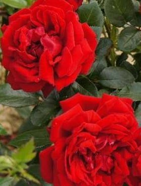 Róża rabatowa Jugendliebe czerwona balot