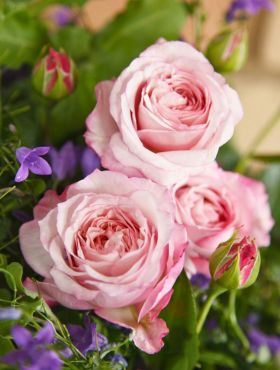 Róża rabatowa Rosenfaszination pastelowa balot