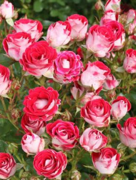 Róża rabatowa Schone Koblenzerin czerwono-biała balot