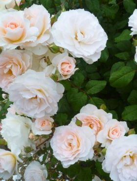 Róża rabatowa Sweet Blondie morelowo-kremowa 