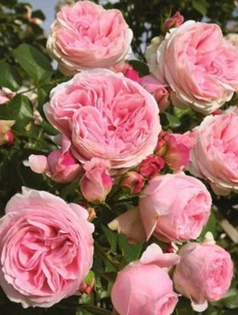 Róża rabatowa Mariatheresia różowa 