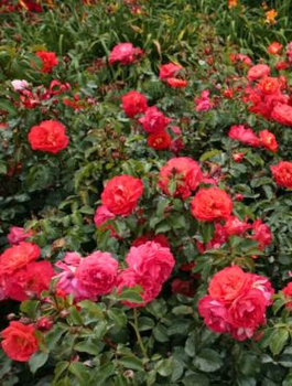 Róża rabatowa Gebruder Grimm pomarańczowo-czerwona